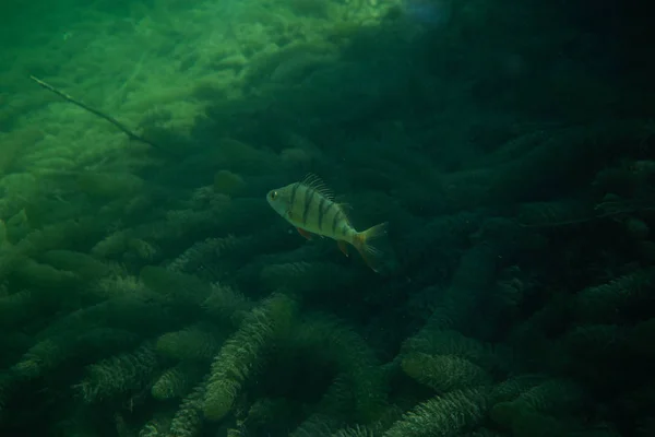 Perch under water photography in a lake in Austria, amazing underwater fish photography — Stock Photo, Image