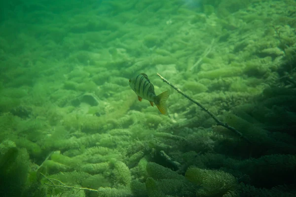 Perch κάτω από τη φωτογραφία του νερού σε μια λίμνη στην Αυστρία, καταπληκτική υποβρύχια φωτογραφία ψαριών — Φωτογραφία Αρχείου