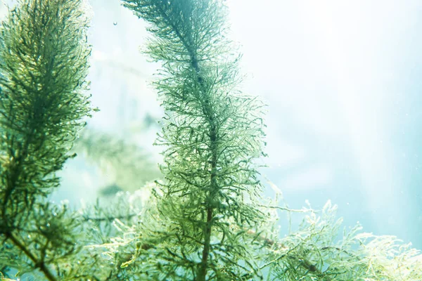 Underwater flora. Underwater Plants rivers, lakes, pond