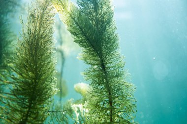 Sualtı flora. Sualtı bitkiler nehirler, göller, gölet