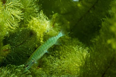 Avustralya 'da bir gölde küçük bir turna balığı, göl çimlerinin altında yüzen turna balığı.