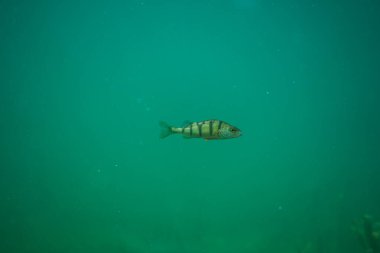 Avusturya 'da bir gölün altında su altı fotoğrafçılığı, inanılmaz sualtı balık fotoğrafçılığı.