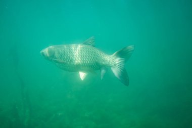 Avusturya 'da bir gölde sazan balığı fotoğrafçılığı, inanılmaz sualtı balık fotoğrafçılığı.
