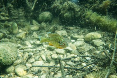 Güneş suyun altına tünemiş, biraz göl çimeni, su altında güzel balıklar, sualtı fotoğrafçılığı, bazı balıklarla.