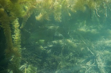 Avusturya 'da bir gölde sazan balığı fotoğrafçılığı, inanılmaz sualtı balık fotoğrafçılığı.