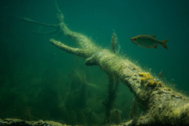 Suyun altındaki eski ağaç, bir ağaç resminin sualtı fotoğrafı, sualtı duvar kağıdı.