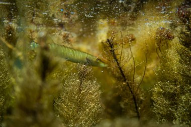 Avustralya 'da bir gölde küçük bir turna balığı, göl çimlerinin altında yüzen turna balığı.