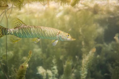 Avustralya 'da bir gölde küçük bir turna balığı, göl çimlerinin altında yüzen turna balığı.