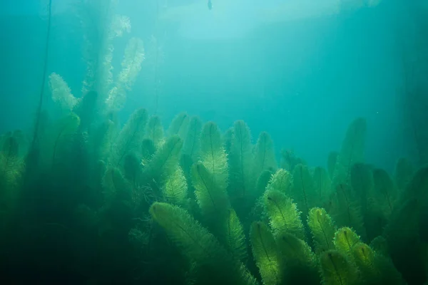 Υποβρύχια χλωρίδα. Υποβρύχια φυτά ποταμών, λιμνών, λίμνη — Φωτογραφία Αρχείου