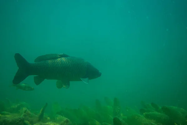 Karp pod wodą fotografia w jeziorze w Austrii, niesamowite podwodne zdjęcia ryb — Zdjęcie stockowe