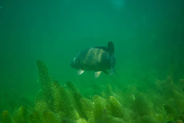 Karper onder water fotografie in een meer in Oostenrijk, verbazingwekkende onderwaterfotografie — Stockfoto