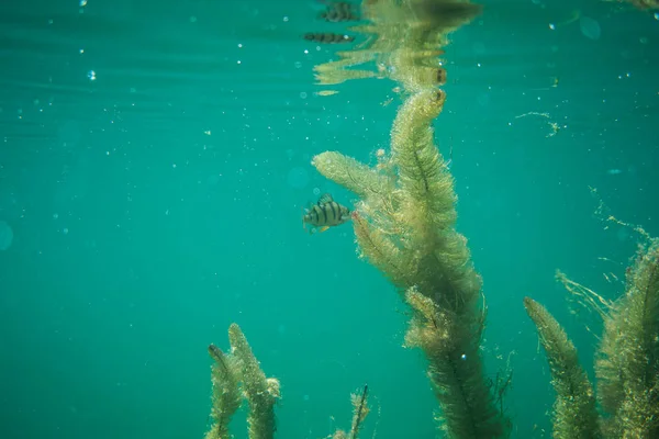 Perch κάτω από τη φωτογραφία του νερού σε μια λίμνη στην Αυστρία, καταπληκτική υποβρύχια φωτογραφία ψαριών — Φωτογραφία Αρχείου