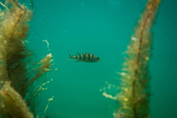 Avusturya 'da bir gölün altında su altı fotoğrafçılığı, inanılmaz sualtı balık fotoğrafçılığı.