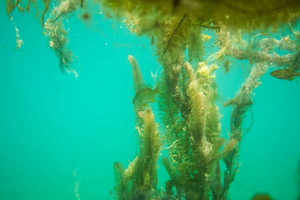 Flora submarina. Plantas Submarinas ríos, lagos, estanques — Foto de Stock