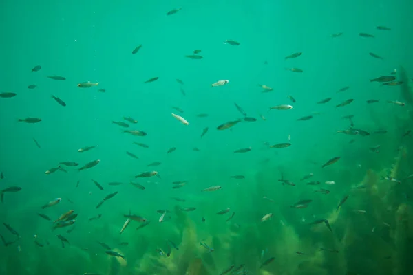 Μεγάλο σχολείο μικρών ψαριών σε μια όμορφη λίμνη στην Αυστραλία — Φωτογραφία Αρχείου