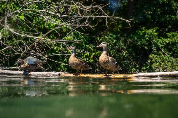 Kachny na stromě s krásným vodním pozadím, kachny sedí na mrtvém stromě vystřelené z jezera — Stock fotografie