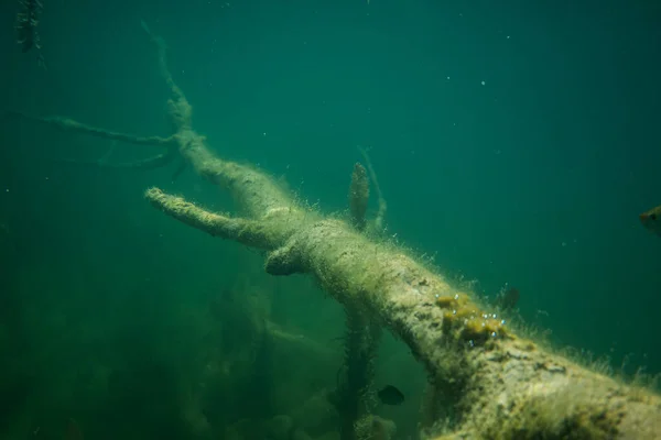 Vieil arbre sous l'eau, photographie sous-marine d'une image d'arbre, papier peint sous-marin — Photo