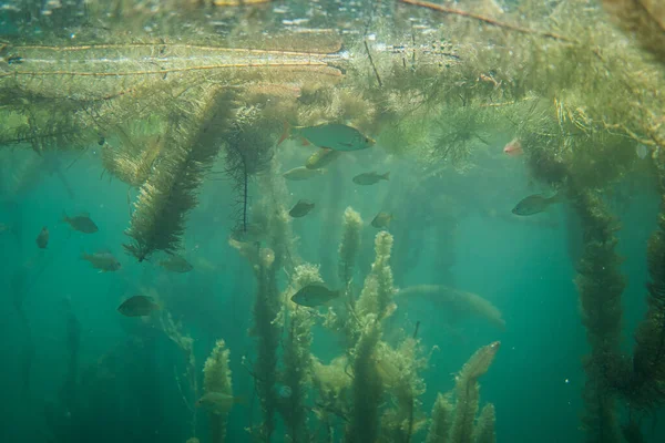 Unterwasserflora. Unterwasserpflanzen Flüsse, Seen, Teiche — Stockfoto