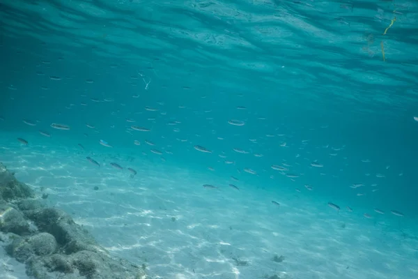 Fischschwärme unter Wasser, Unterwasseraufnahmen mit Sonnenstrahlen und Fischen im tiefen tropischen Meer, Unterwasseraufnahmen im tropischen Meer — Stockfoto