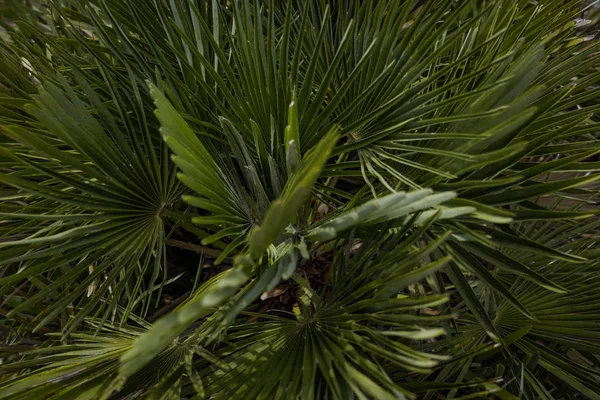 棕榈树叶子使摄影工作更加密切. 孤立的棕榈树叶子 — 图库照片