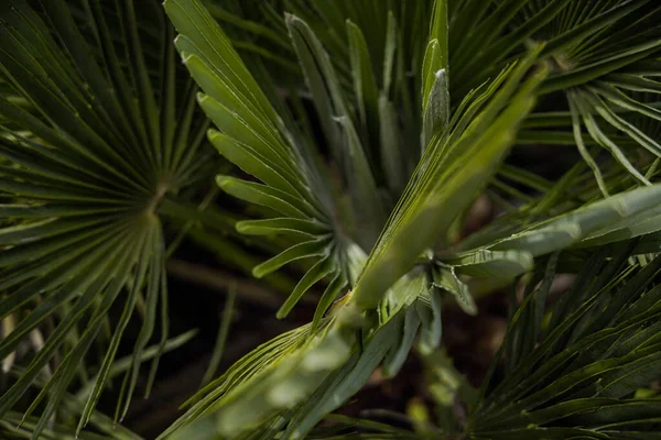 棕榈树叶子使摄影工作更加密切. 孤立的棕榈树叶子 — 图库照片