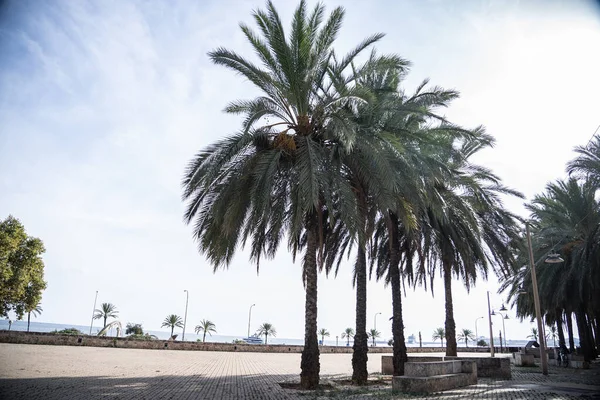 Palm trees in Palma de Mallorca next to the beach and the ocean — Stock Photo, Image