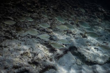 Suyun altında balık sürüsü derin tropikal denizde güneş ışınları ve balıklarla çekilen tropikal deniz sualtı çekimi.