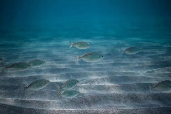 School of fish underwater, Underwater shot with sunrays and fishes in deep tropical sea, Tropical sea underwater shot — Stock Photo, Image