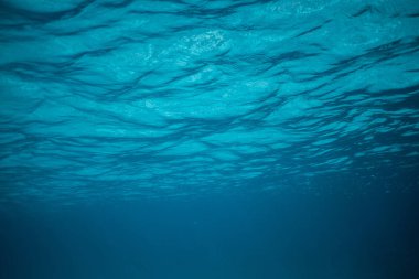 Anemonia sulcata, Deniz şakayığı dokunaçları, Akdeniz