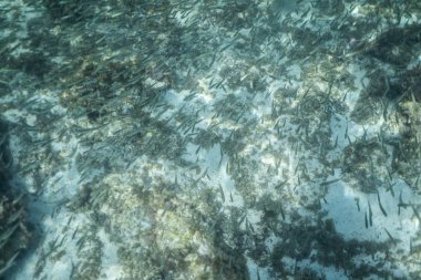 Su altında balık sürüsü, Mallorca 'daki tropikal mercan resifinde büyük bir piyade okulu.