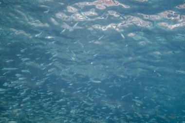 Su altında balık sürüsü, Mallorca 'daki tropikal mercan resifinde büyük bir piyade okulu.