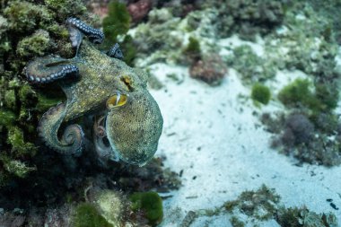 Vahşi ahtapot suyun altında, güzel Palma de Mallorca vahşi yaşamı, sualtı vahşi yaşam fotoğrafçılığı, inanılmaz hayvan fotoğrafı.