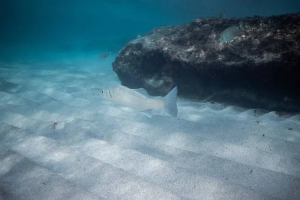 マヨルカ島の美しい水の中で水中の魚の写真を閉じる — ストック写真