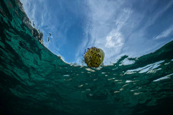 Cotylorhiza tuberculata (gebakken ei kwallen) kwallen onder water in prachtig helder water in een baai van Palma de Mallorca Spanje, verbazingwekkende onderwater dieren fotografie, Mooie kwallen zwemmen — Stockfoto