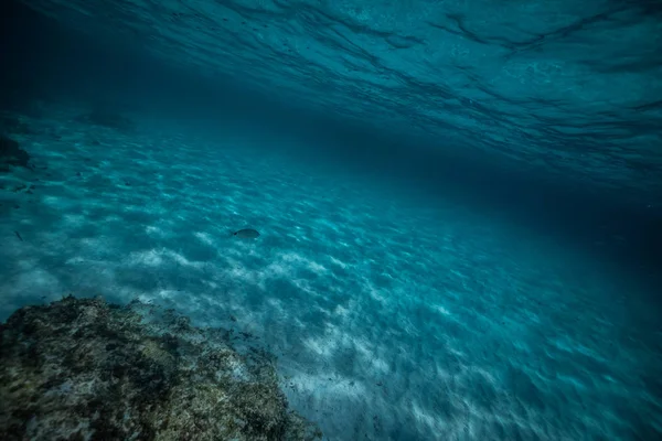 西班牙马略卡湾美丽的清澈海水中的水母，令人惊奇的水下野生动物摄影，美丽的水母游泳 — 图库照片