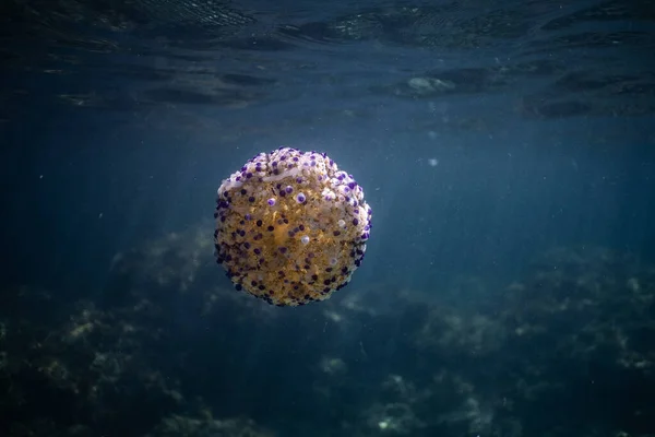 パルマ・デ・マリョルカ湾のきれいな澄んだ水の中にあるコチロヒザ・トゥクラゲ、水中野生生物の写真、美しいクラゲの水泳 — ストック写真