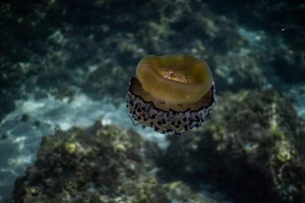 Cotylorhiza tuberculata (sahanda yumurta denizanası), Palma de Mallorca İspanya 'nın bir körfezinde güzel, berrak su altında deniz anası, inanılmaz sualtı vahşi yaşam fotoğrafçılığı, güzel denizanası yüzme.