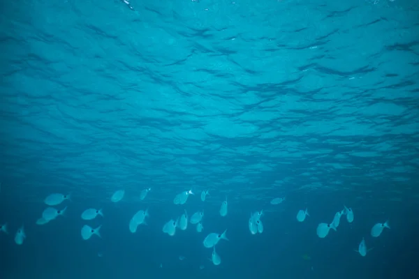 School van vissen onder water, Onderwater geschoten met zonnestralen en vissen in diepe tropische zee, Tropische zee onder water geschoten — Stockfoto