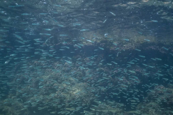 Escola de peixes subaquático, Escola enorme de fuzileiros em um recife de coral tropical na Maiorca — Fotografia de Stock