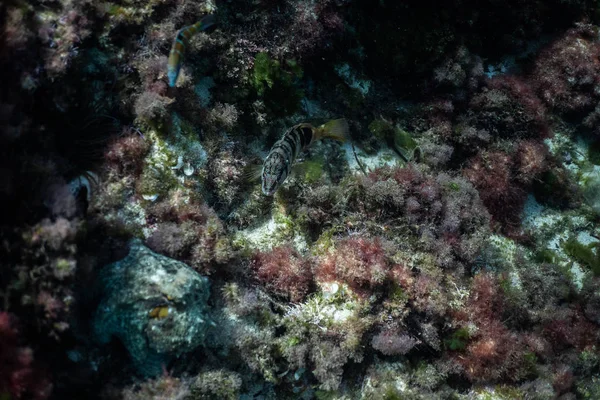 Pulpo salvaje bajo el agua, hermosa Palma de Mallorca vida silvestre, vida silvestre submarina Fotografía, increíble animal Foto — Foto de Stock