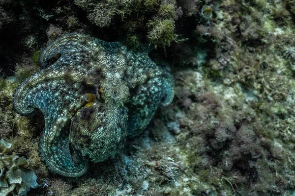 Wild octopus under water, beautiful Palma de Mallorca wild life, underwater wildlife Photography, amazing animal Photo — Stock Photo, Image