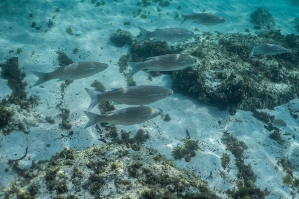 深海で太陽光と魚で撮影された水中魚群熱帯海水中で撮影された — ストック写真