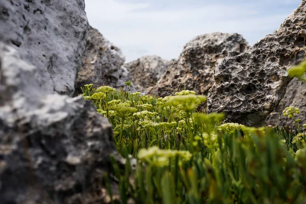 Gran textura rocosa fotografía de cerca, fondo de cielo azul, hermosas flores entre rocas y piedras, macrofotografía de piedras y flores —  Fotos de Stock