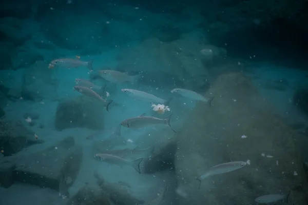 Ławica ryb podwodnych w morzu jedzących chleb — Zdjęcie stockowe