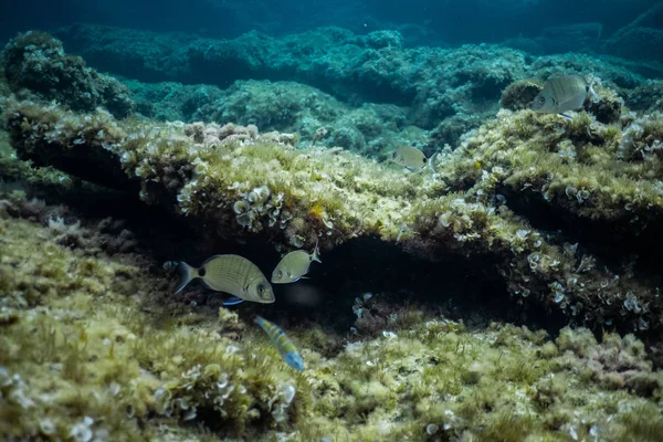Kleine vis van dichtbij geschoten onder water in de oceaan van Mallorca — Stockfoto
