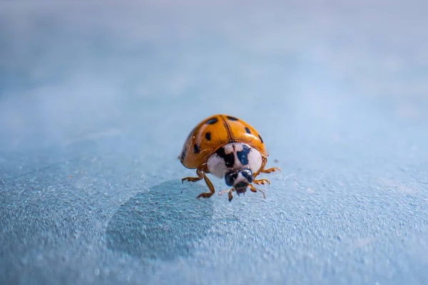 super macro image of a ladybug, Super macro shot of European seven spot ladybird. Scientific name: Coccinella septempunctata