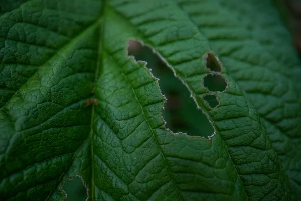 Imagem macro super de uma licença com um buraco nela , — Fotografia de Stock