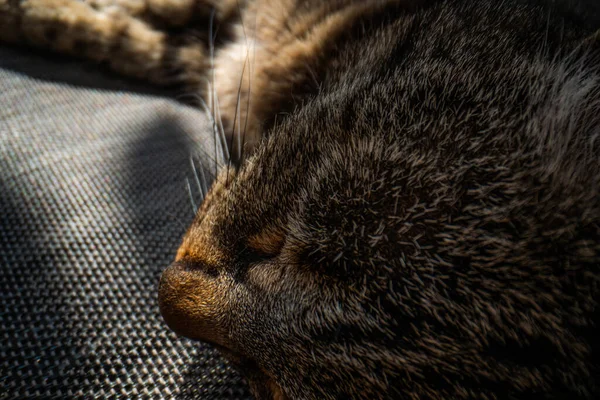Super macro cat fotografia, divertente gatto close up macro immagine — Foto Stock