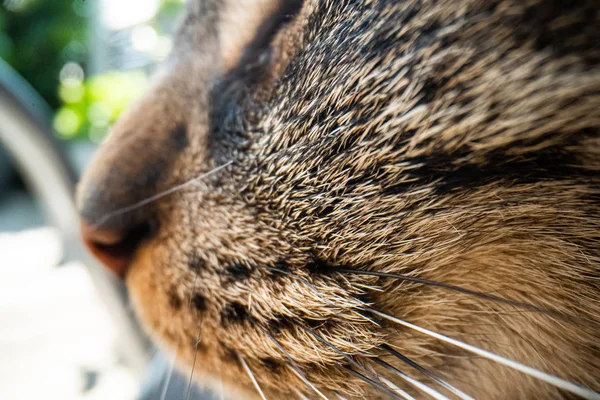 Super fotografia de gato macro, gato engraçado imagem macro close up — Fotografia de Stock