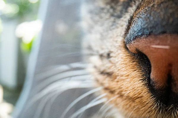 Super makro katt fotografering, rolig katt närbild makro bild — Stockfoto